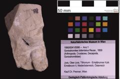 Foto (Objekt + Etiketten) von Goniodromites bidentatus (Reuss, 1859) (NHMW-GEO-1990-0041-0086)